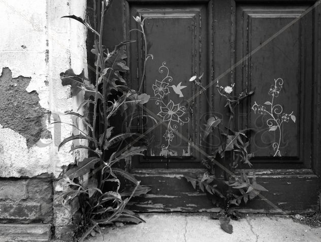 Colibrí door