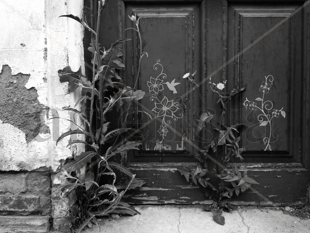 Colibrí door Conceptual/Abstracto Blanco y Negro (Digital)