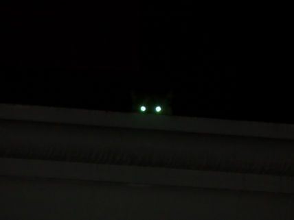 Ningato