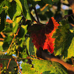 Fine art thumbnail 2
