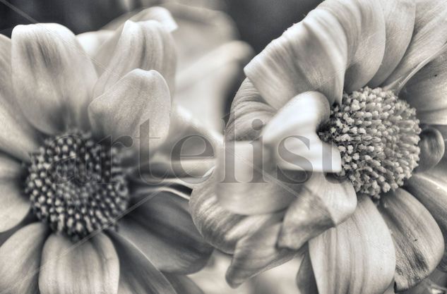 Texturas florales Nature Black and White (Digital)