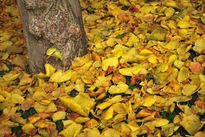 Otoño I