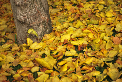 Otoño I