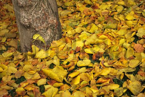 Otoño I