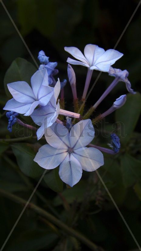 Blue beauty