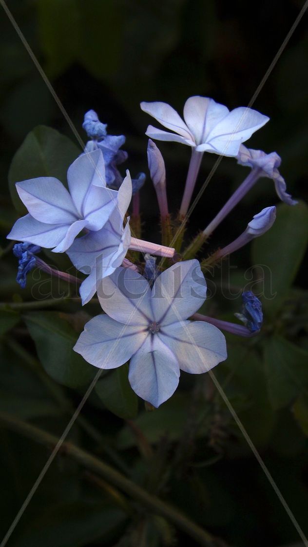 Blue beauty