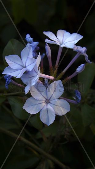 Blue beauty Naturaleza Color (Digital)