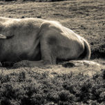 Fine art thumbnail 1