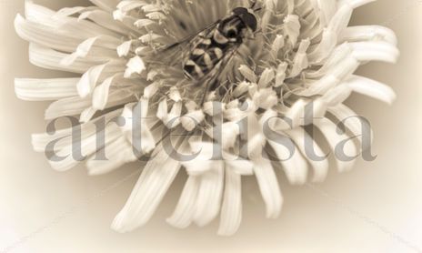 Flora vintage