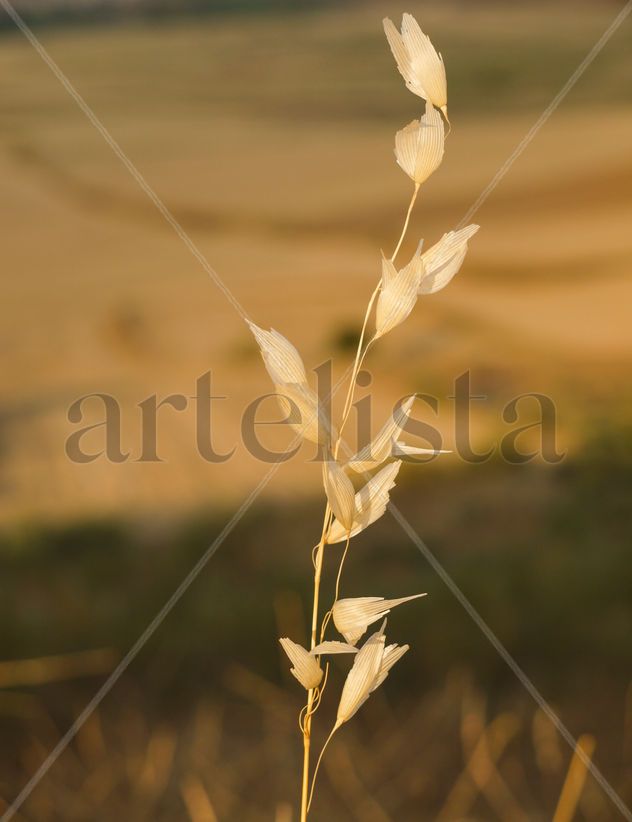 La espiga