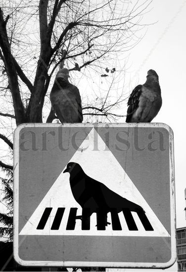 Paso de palomas Travel Black and White (Digital)