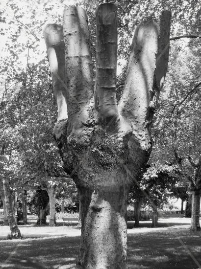 Tree hand Naturaleza Blanco y Negro (Digital)