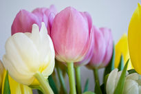 Tulipanes