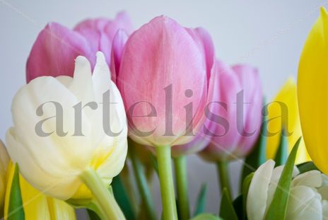 Tulipanes