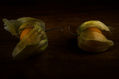 Physalis