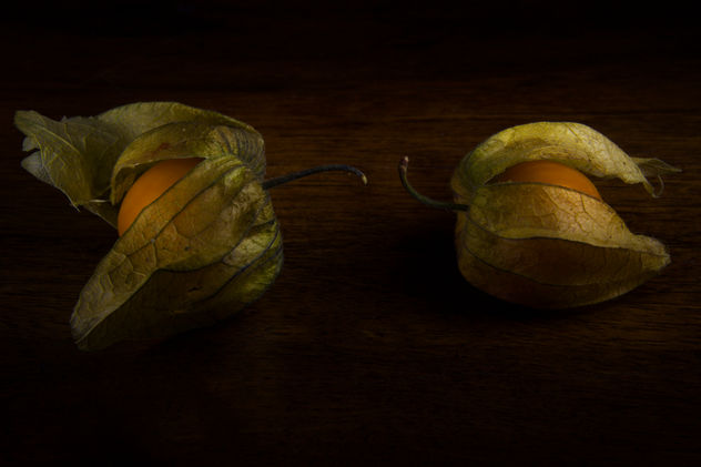 Physalis