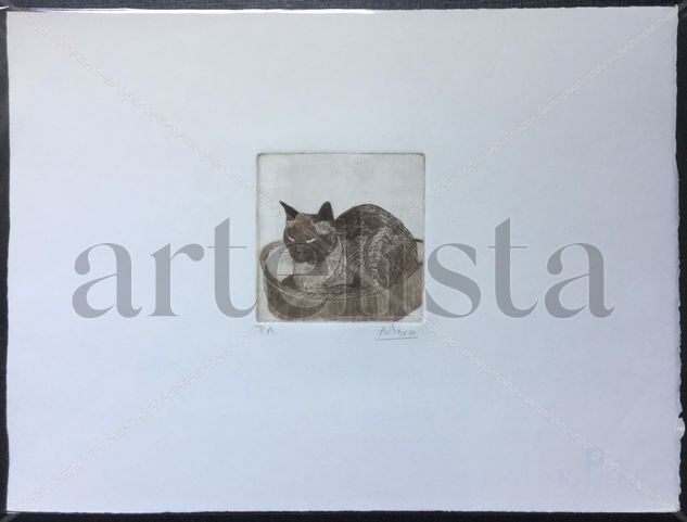 Gato II Rotogravure