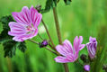 Malva #2