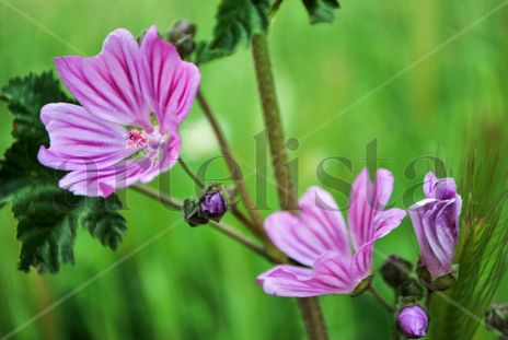 Malva #2
