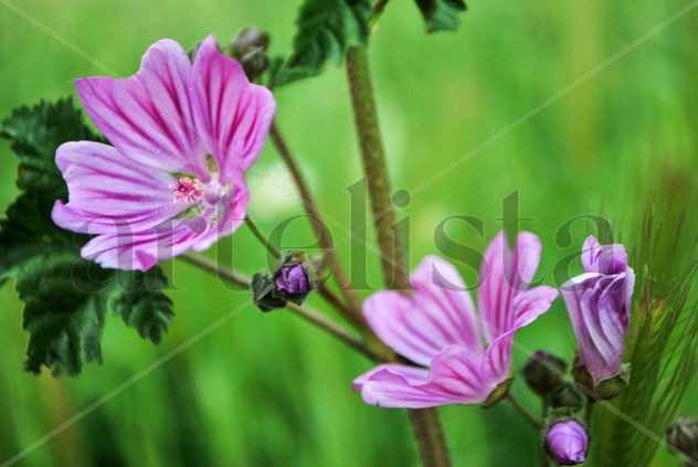 Malva #2