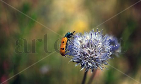 Naturaleza pura