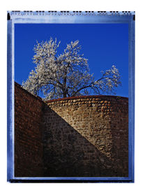 Almendro en la muralla