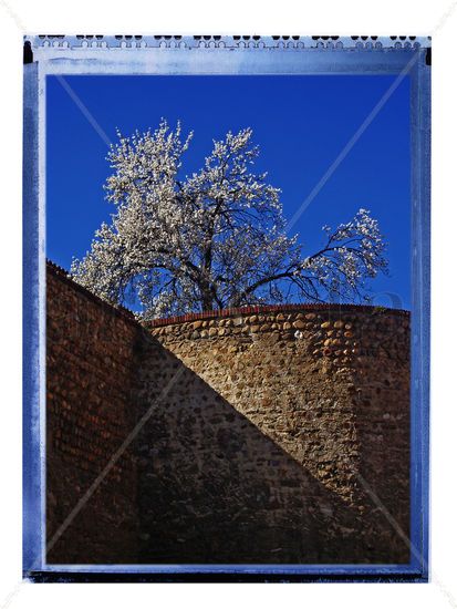 Almendro en la muralla Naturaleza Color (Digital)