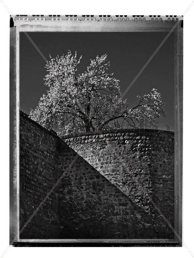 Primavera en la muralla (B&W)
