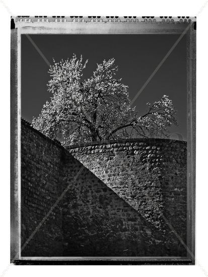 Primavera en la muralla (B&W) Nature Black and White (Digital)