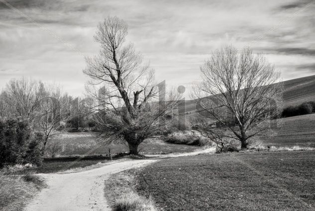 Camino a la calma Naturaleza Blanco y Negro (Digital)