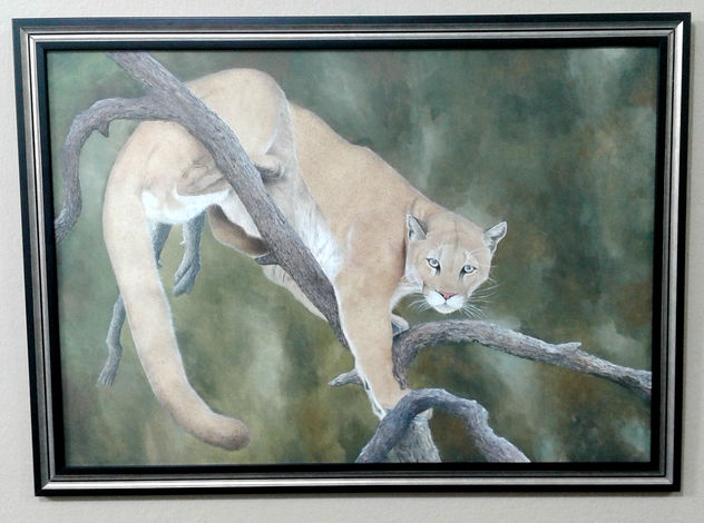 Puma - Grandes Felinos