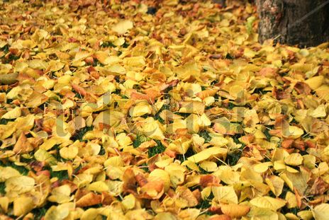 Otoño #2