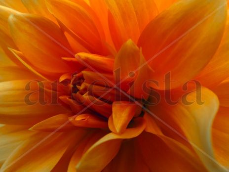 Dalia naranja