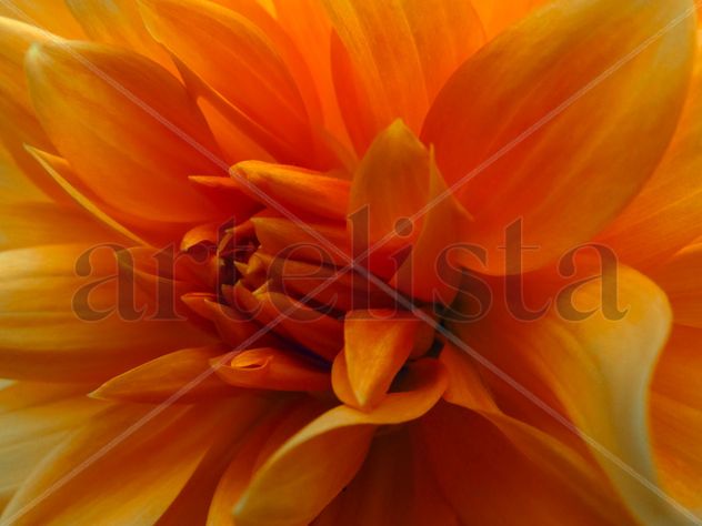Dalia naranja