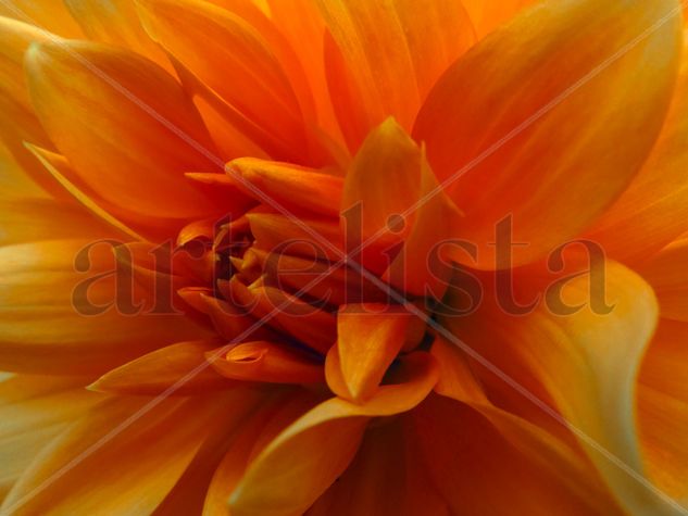 Dalia naranja Nature Color (Digital)