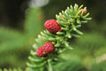 Pinsapo