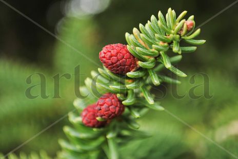 Pinsapo