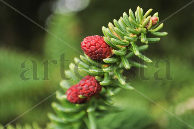 Pinsapo
