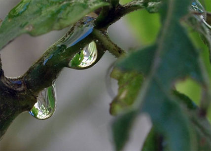 Gotas