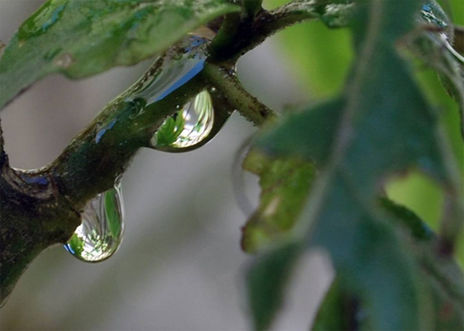 Gotas
