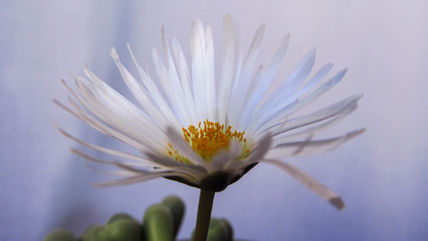 Flor desértica