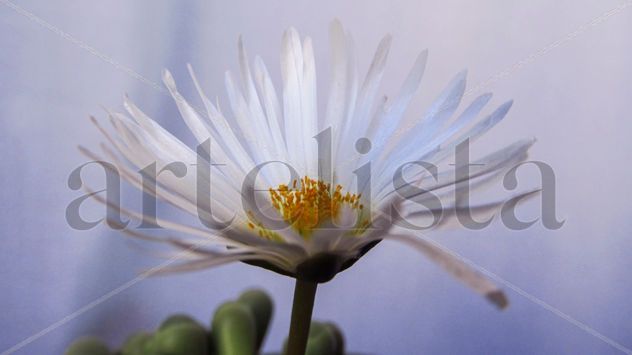 Flor desértica
