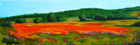 Amapolas en Burgos...