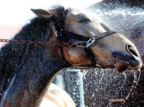 Bañando al caballo