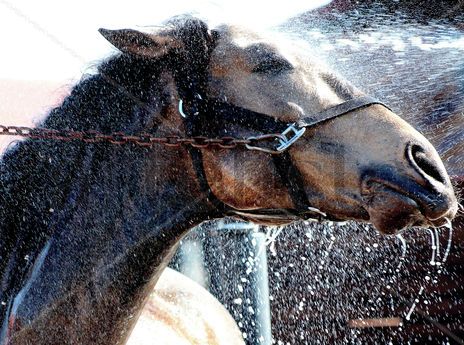 Bañando al caballo