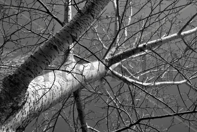 El álamo Nature Black and White (Digital)