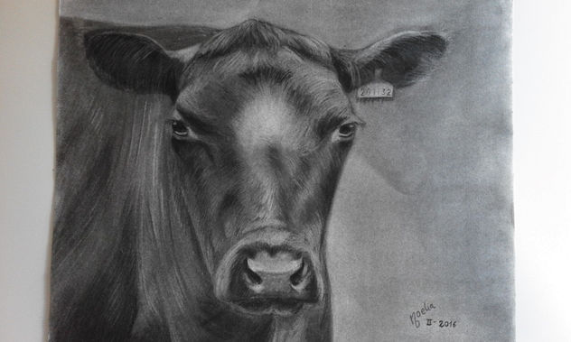 vaca