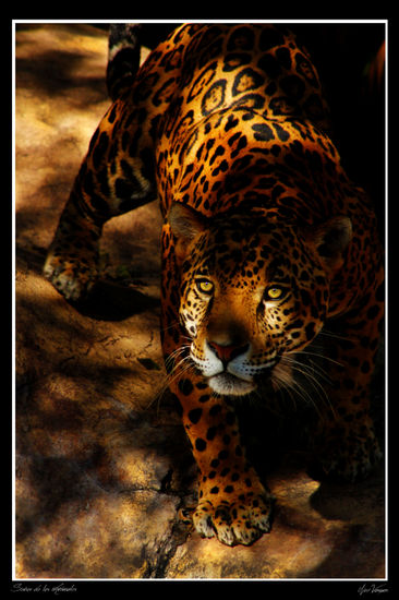 Señor de los animales Nature Color (Digital)