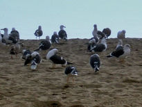 Gaviotas en la playa.