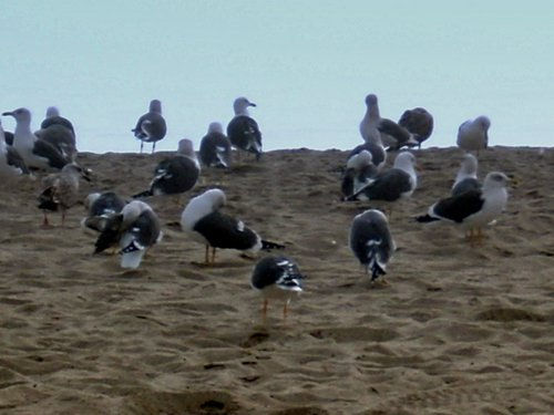 Gaviotas en la playa. Nature Color (Digital)